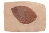 Red Fossil Leaf (Rhamnites) - Montana #188933-1
